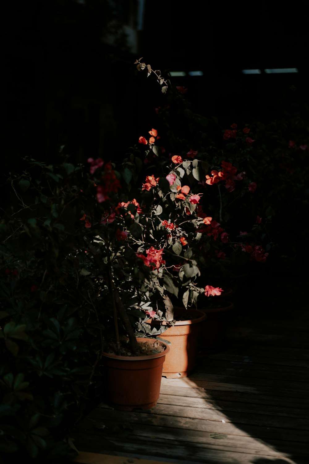 red flowers with green leaves