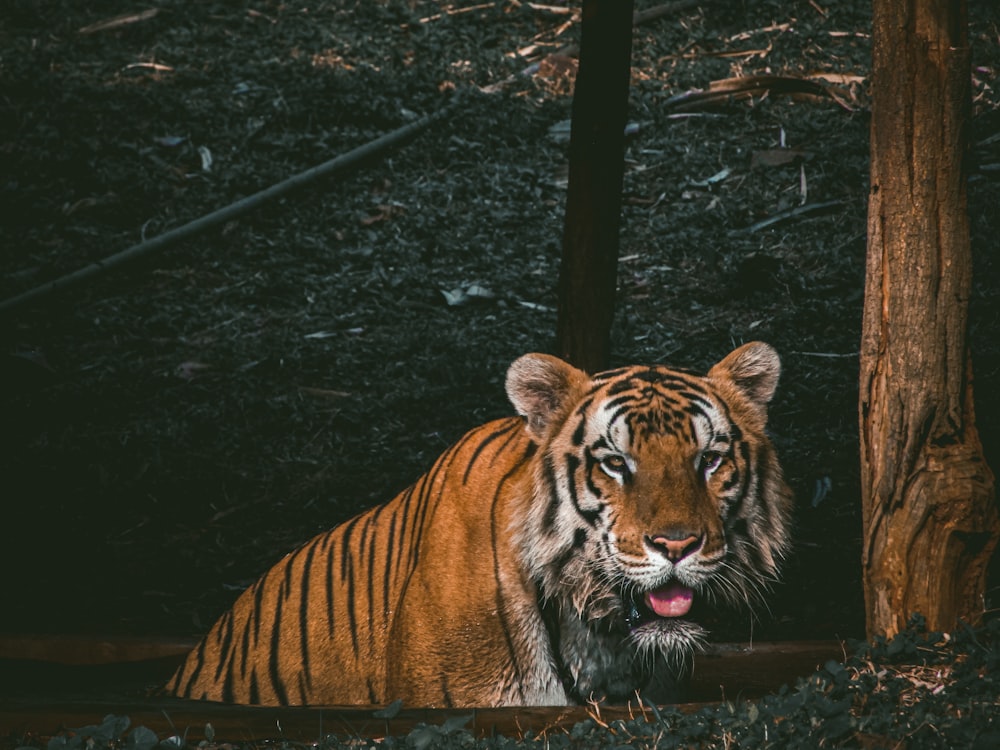 Brauner Tiger auf schneebedecktem Boden