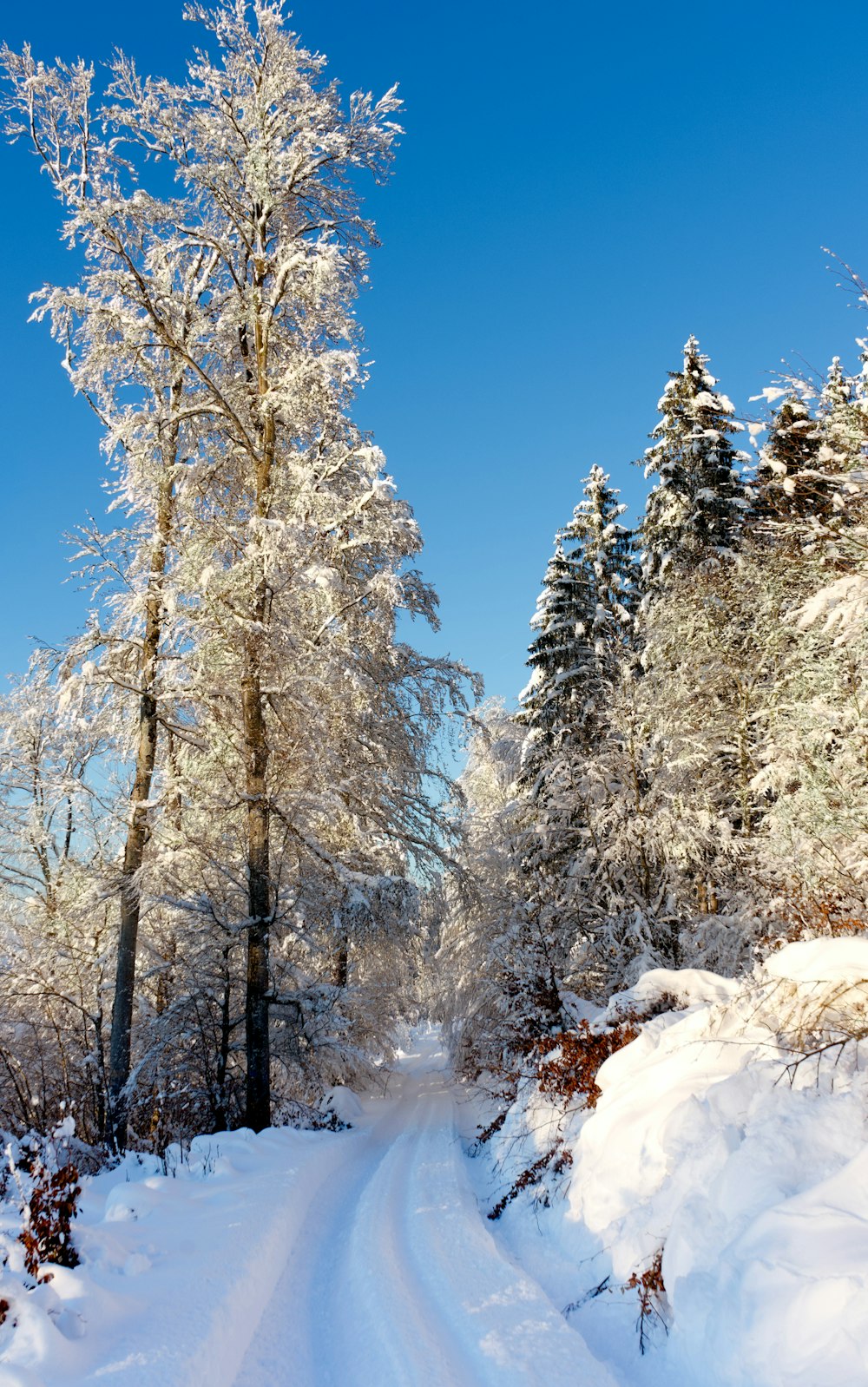 Tagsüber schneebedeckte Bäume unter blauem Himmel