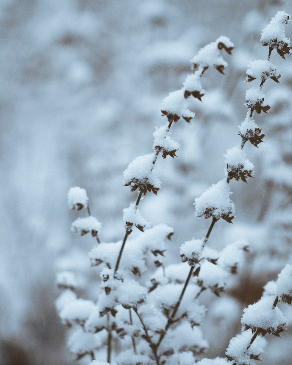 white flowers on brown stem