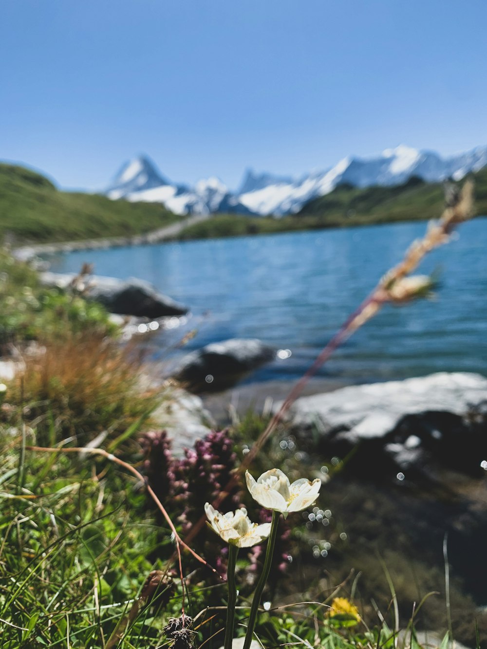 white flower near body of water during daytime