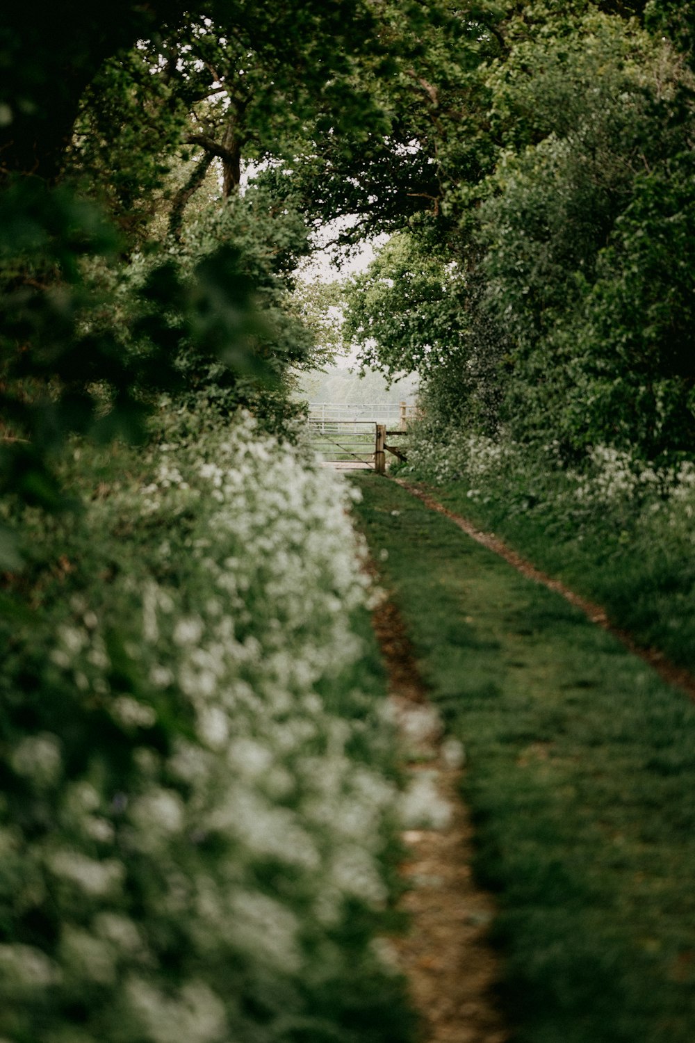 green grass and trees during daytime