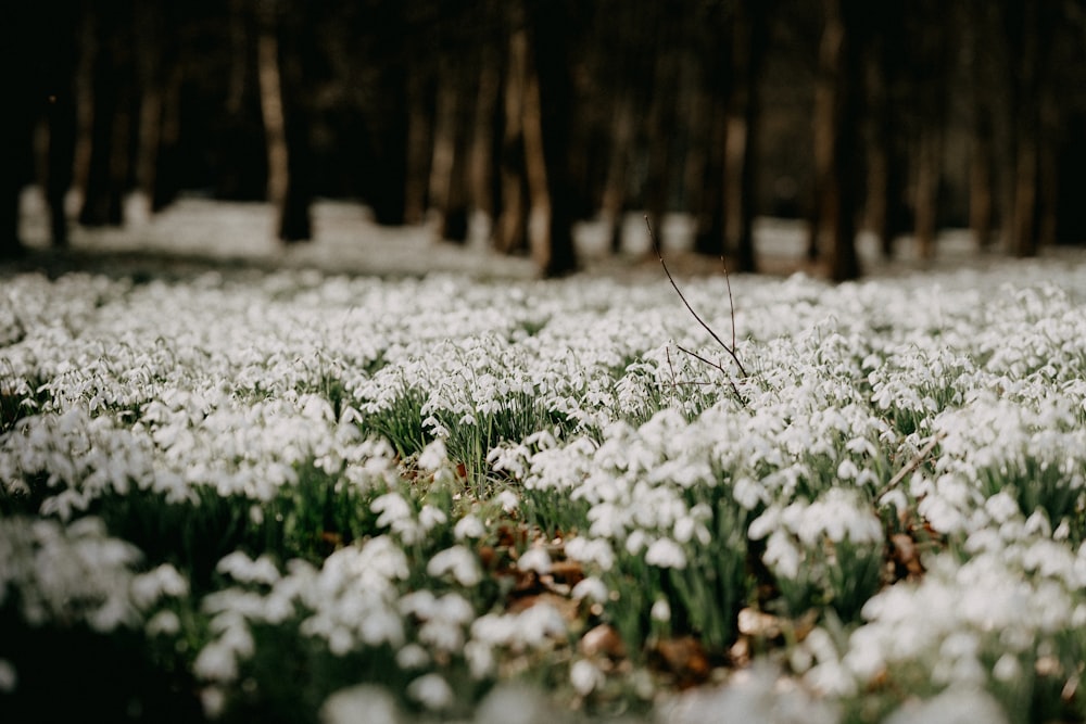 white flowers on forest during daytime