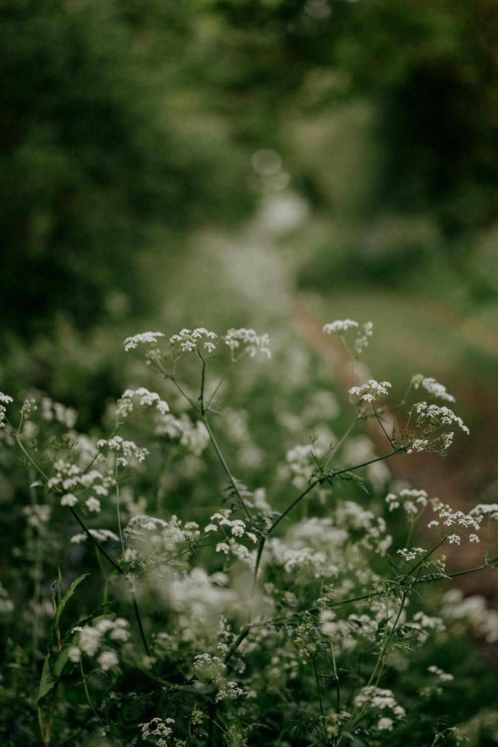 white flowers in tilt shift lens