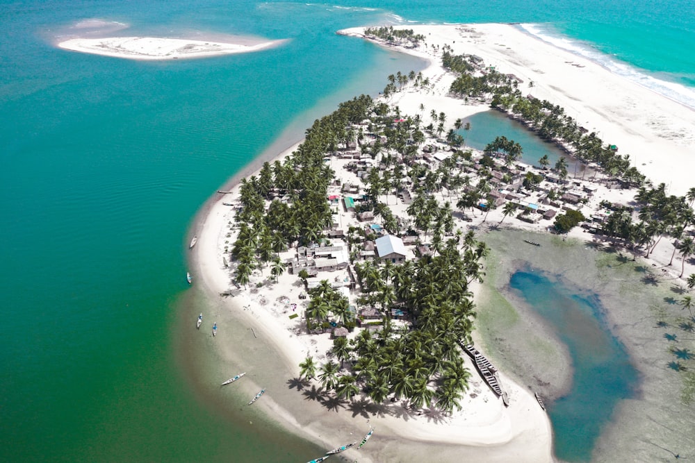 aerial view of green trees near body of water during daytime