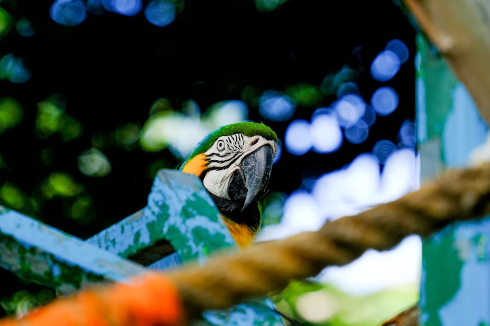 green and white parrot on brown wooden branch