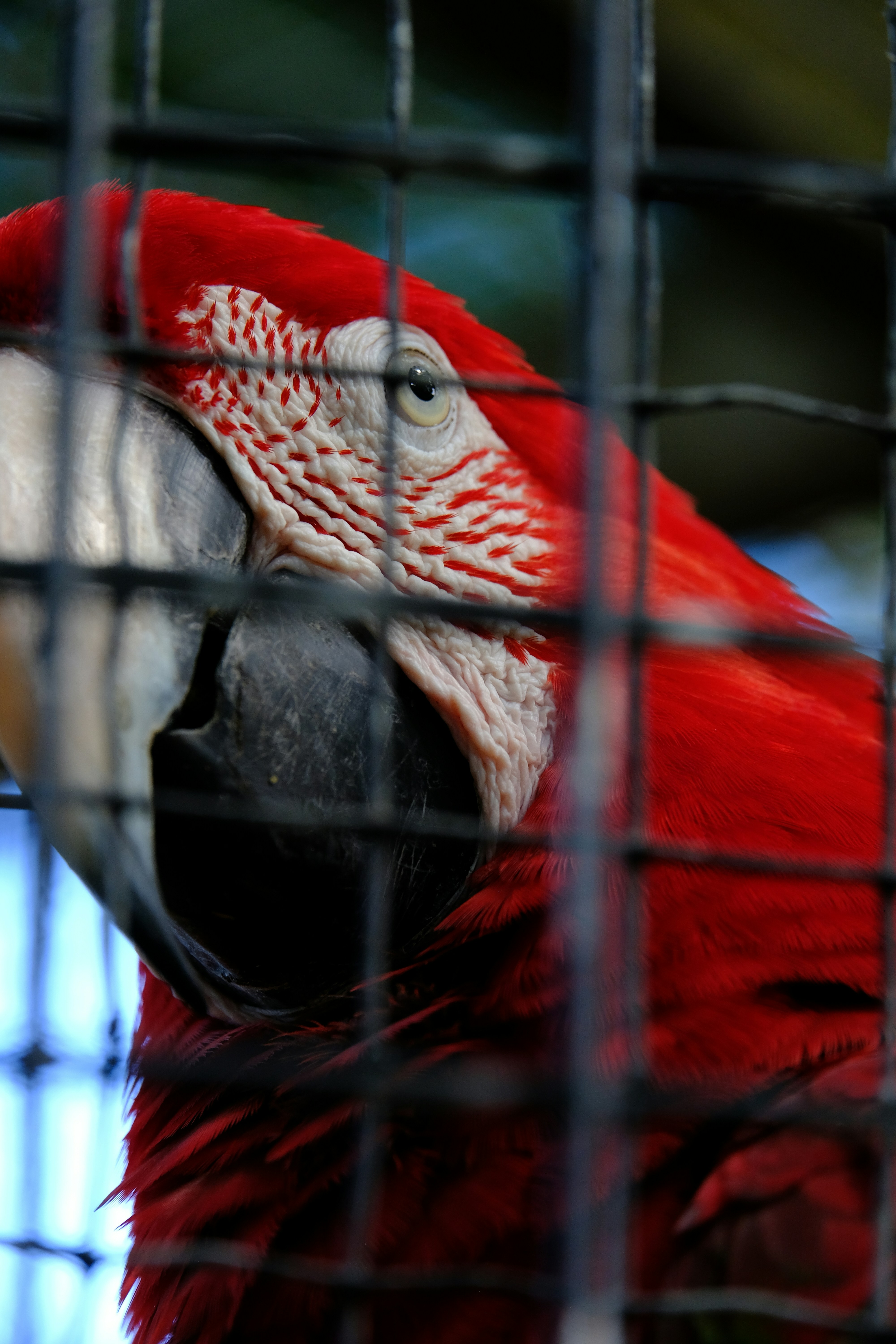 red and white parrot bird
