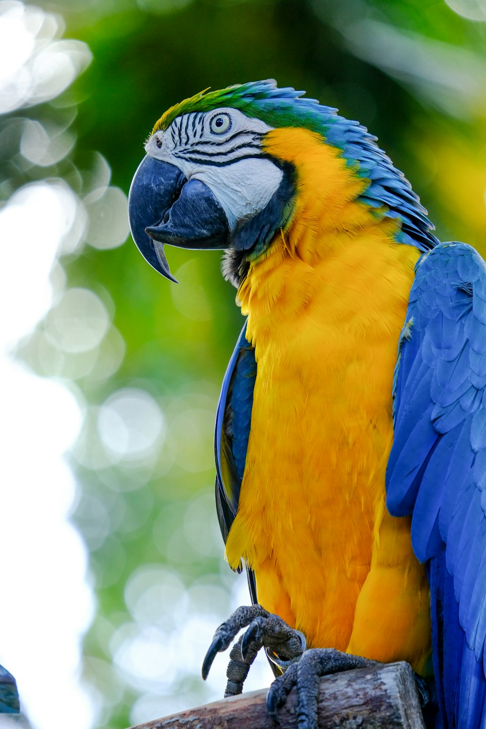 guacamayo azul, amarillo y blanco