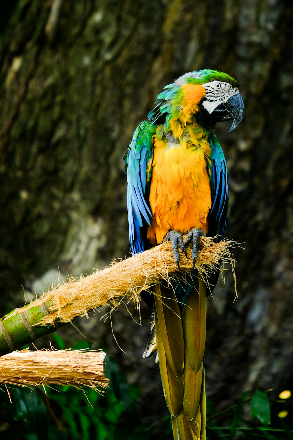 Guacamayo azul y amarillo en la rama marrón de un árbol