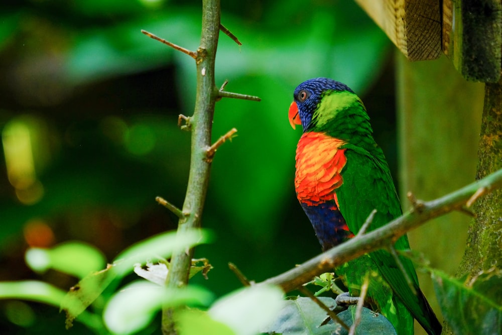 blue orange and green bird on tree branch