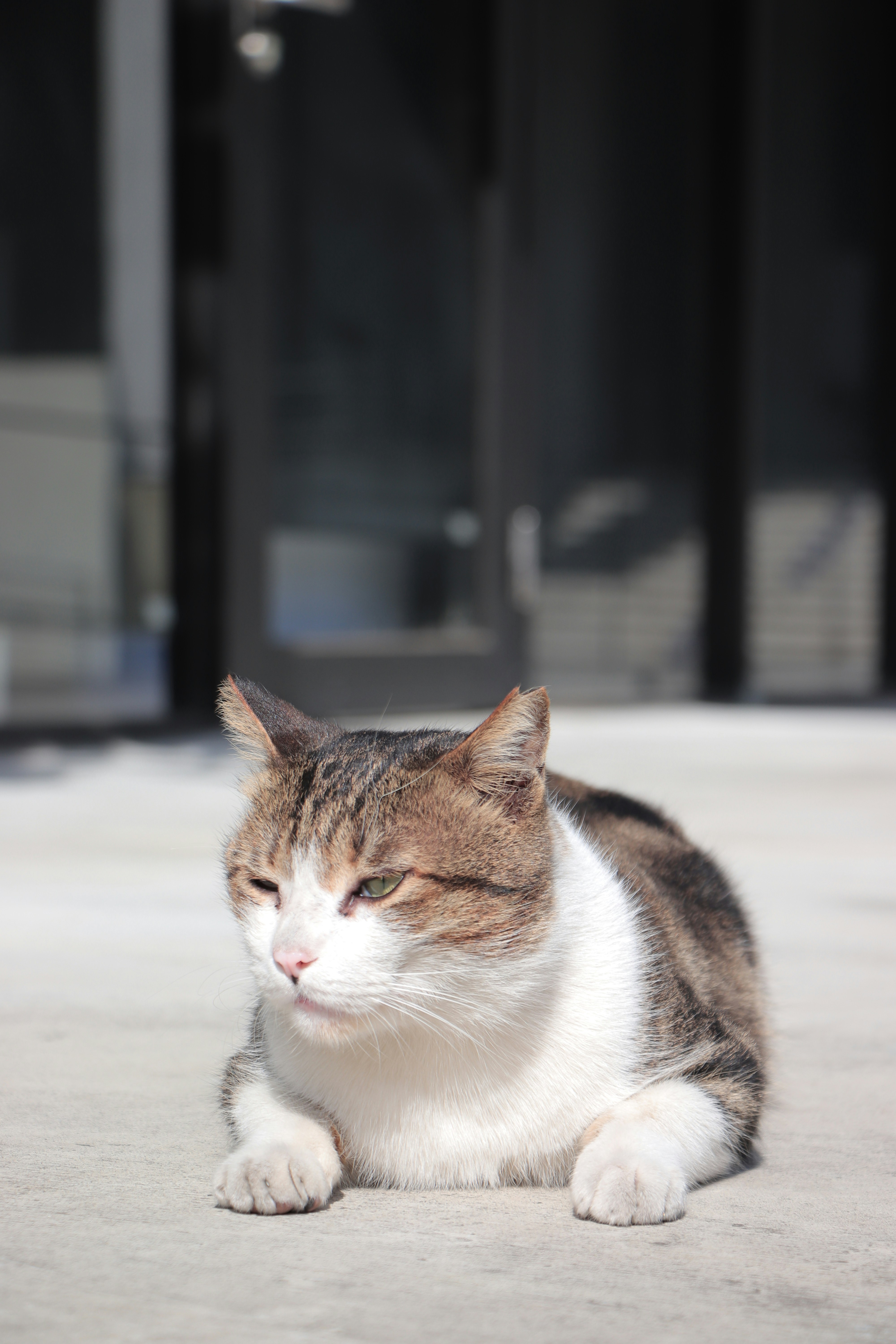 White Mackerel Tabby