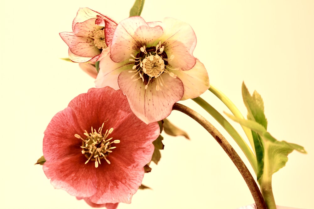 pink and white flower on white background