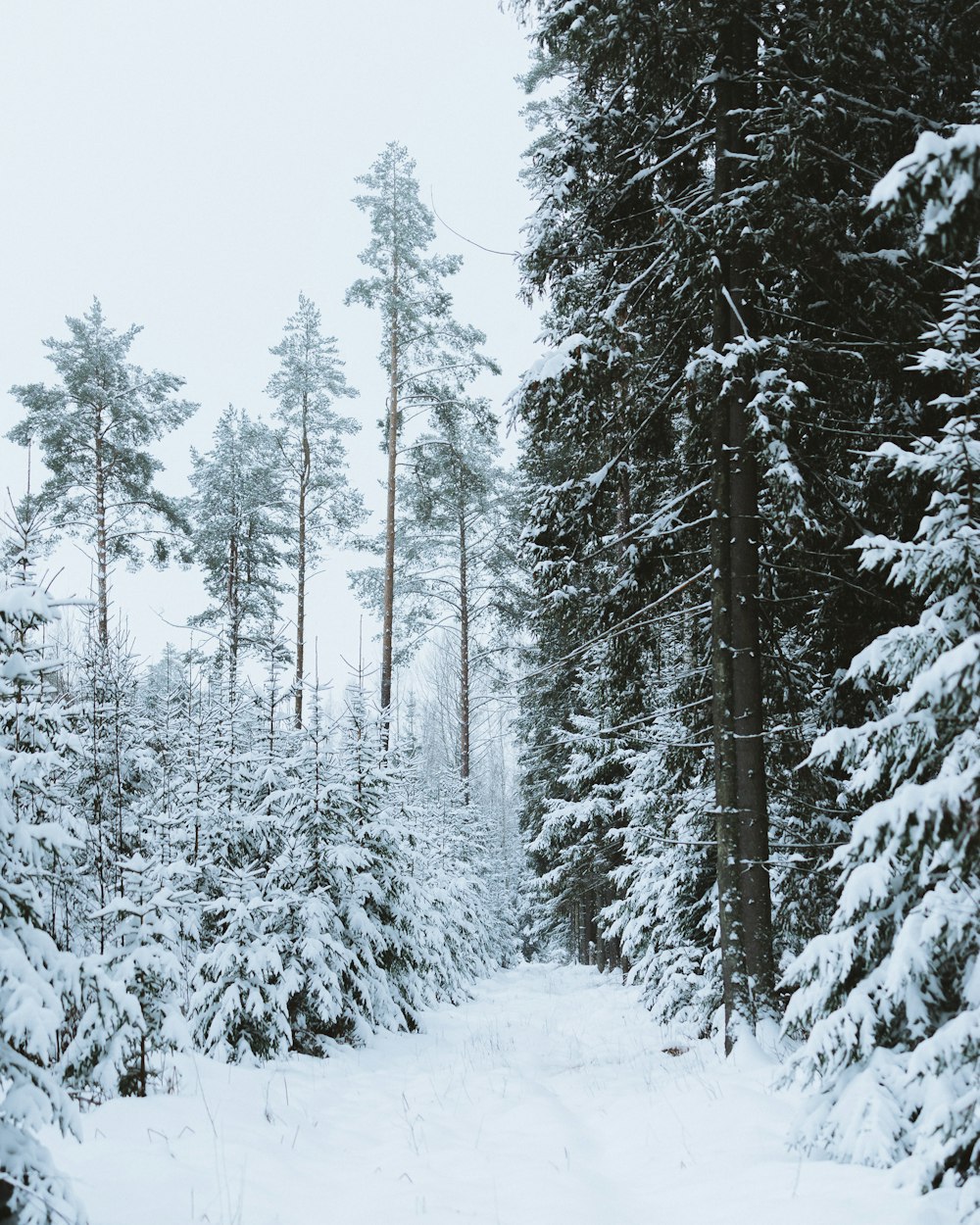 snow covered trees during daytime