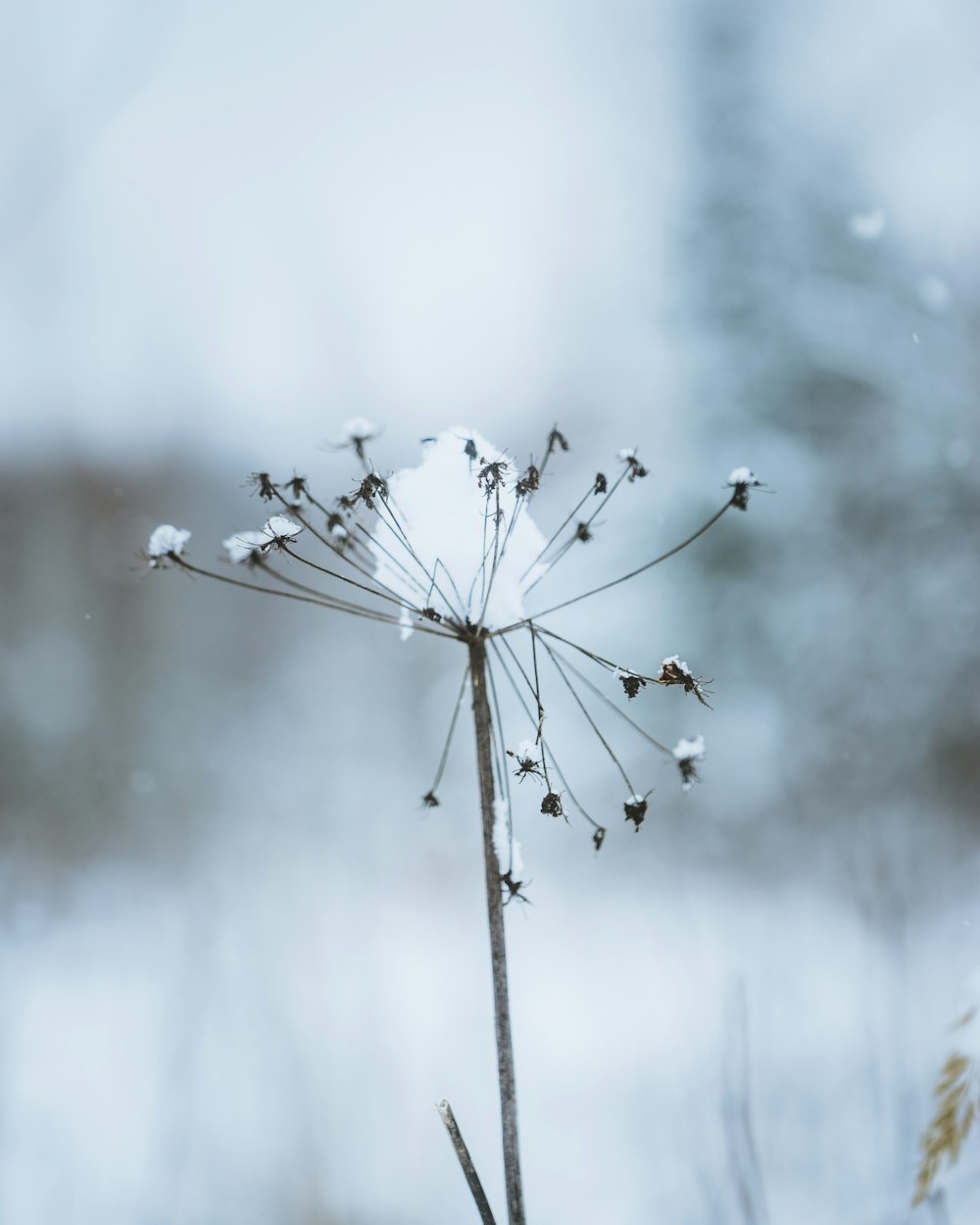 white flower buds in tilt shift lens