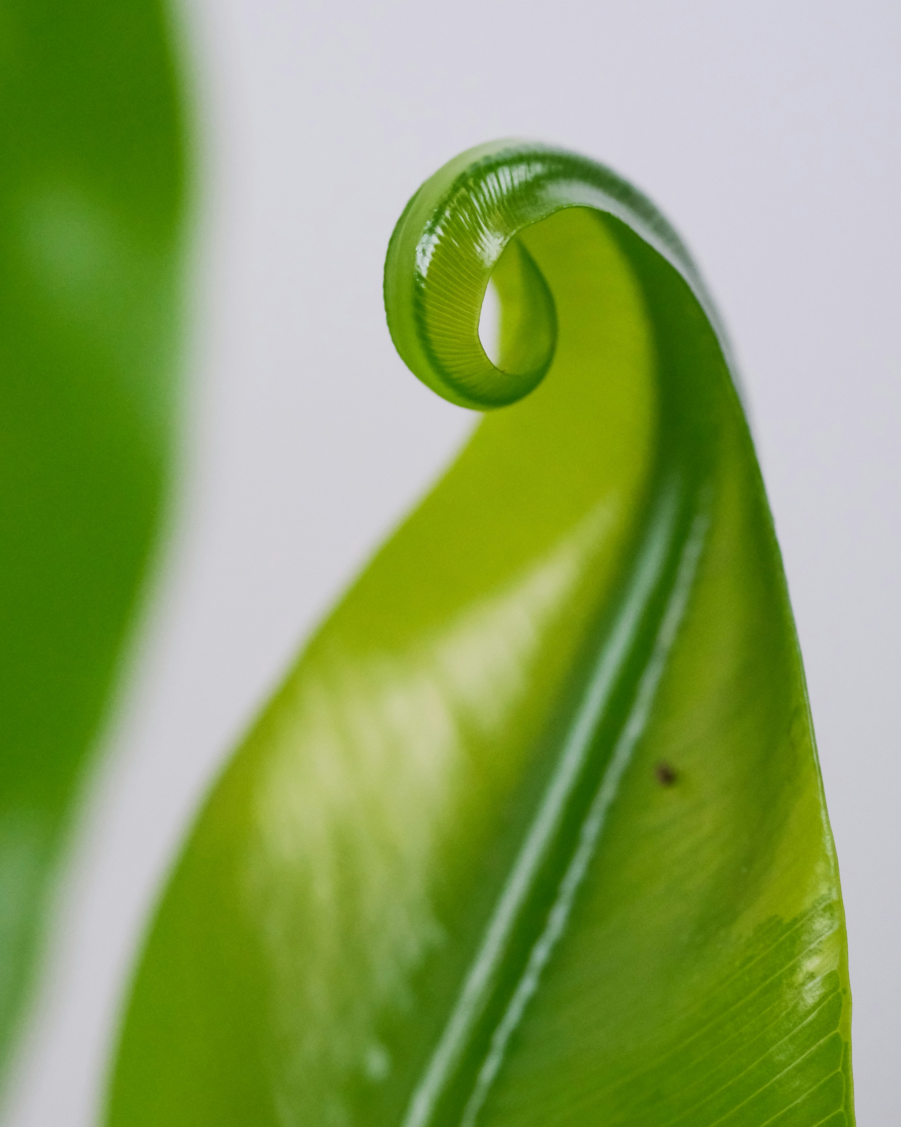 water drop on green leaf