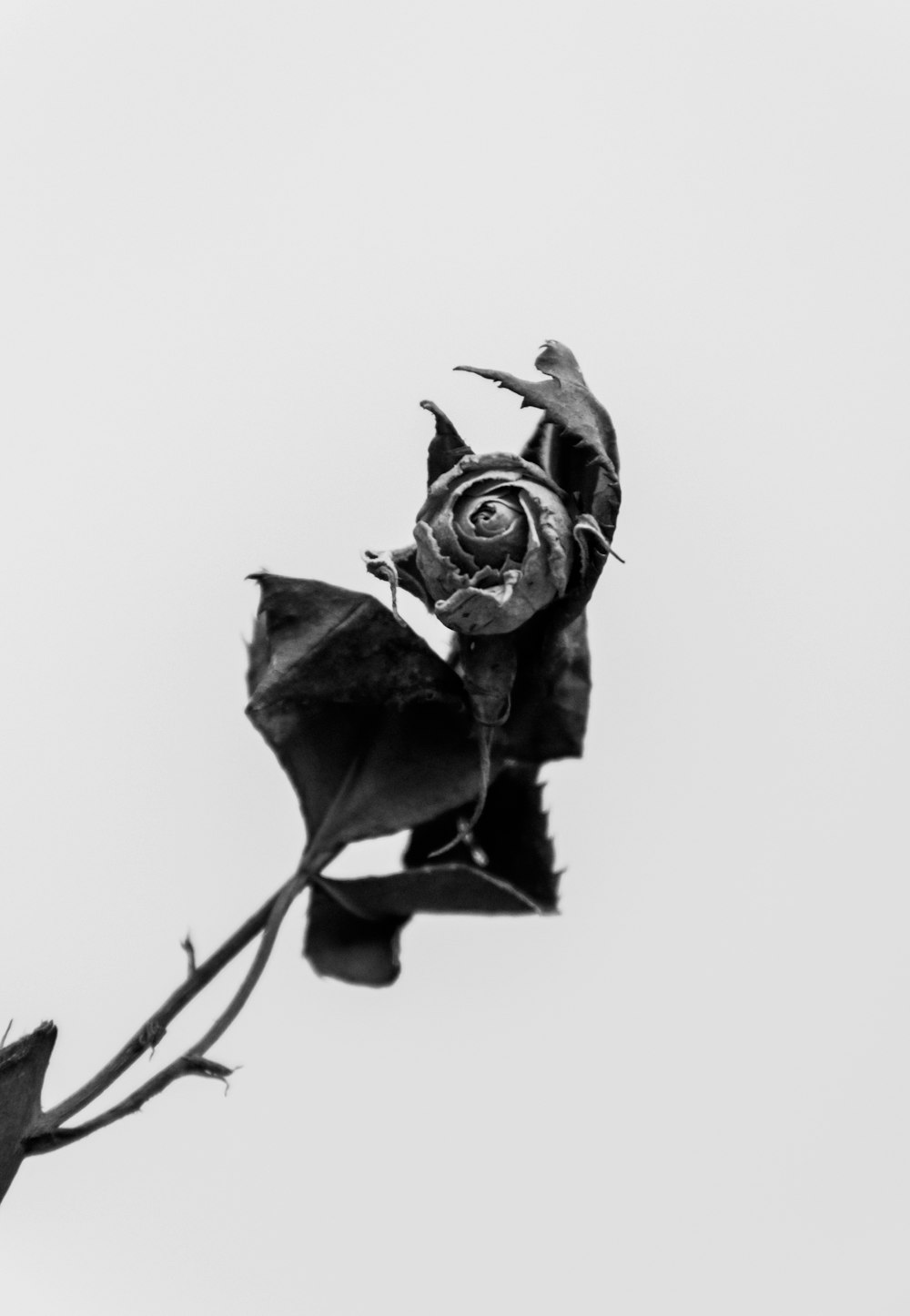 grayscale photo of rose with water droplets