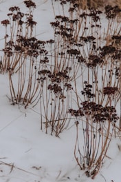 Dried plant stems with clusters of dark brown seed heads stand in a patch of snow-covered ground. The background features a faded blend of white snow and sparse brown vegetation.