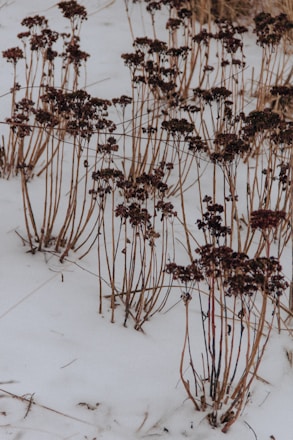 Dried plant stems with clusters of dark brown seed heads stand in a patch of snow-covered ground. The background features a faded blend of white snow and sparse brown vegetation.