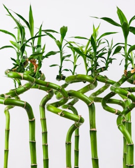 Illustration of bamboo stalks intertwined with digital icons symbolizing green technology.