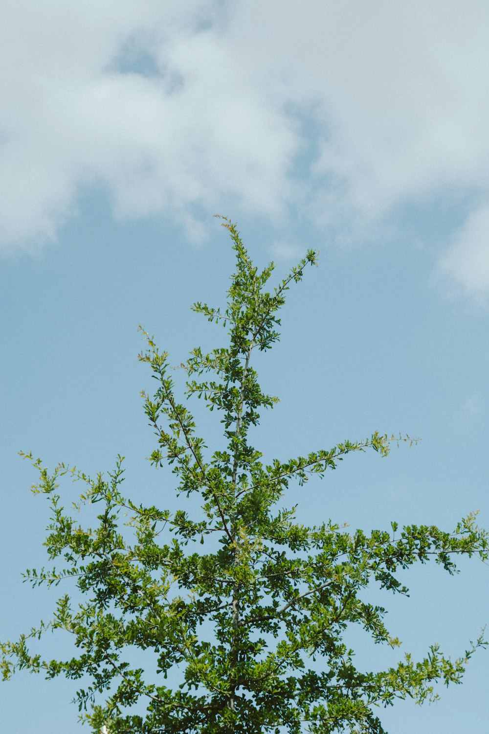 green tree under blue sky during daytime