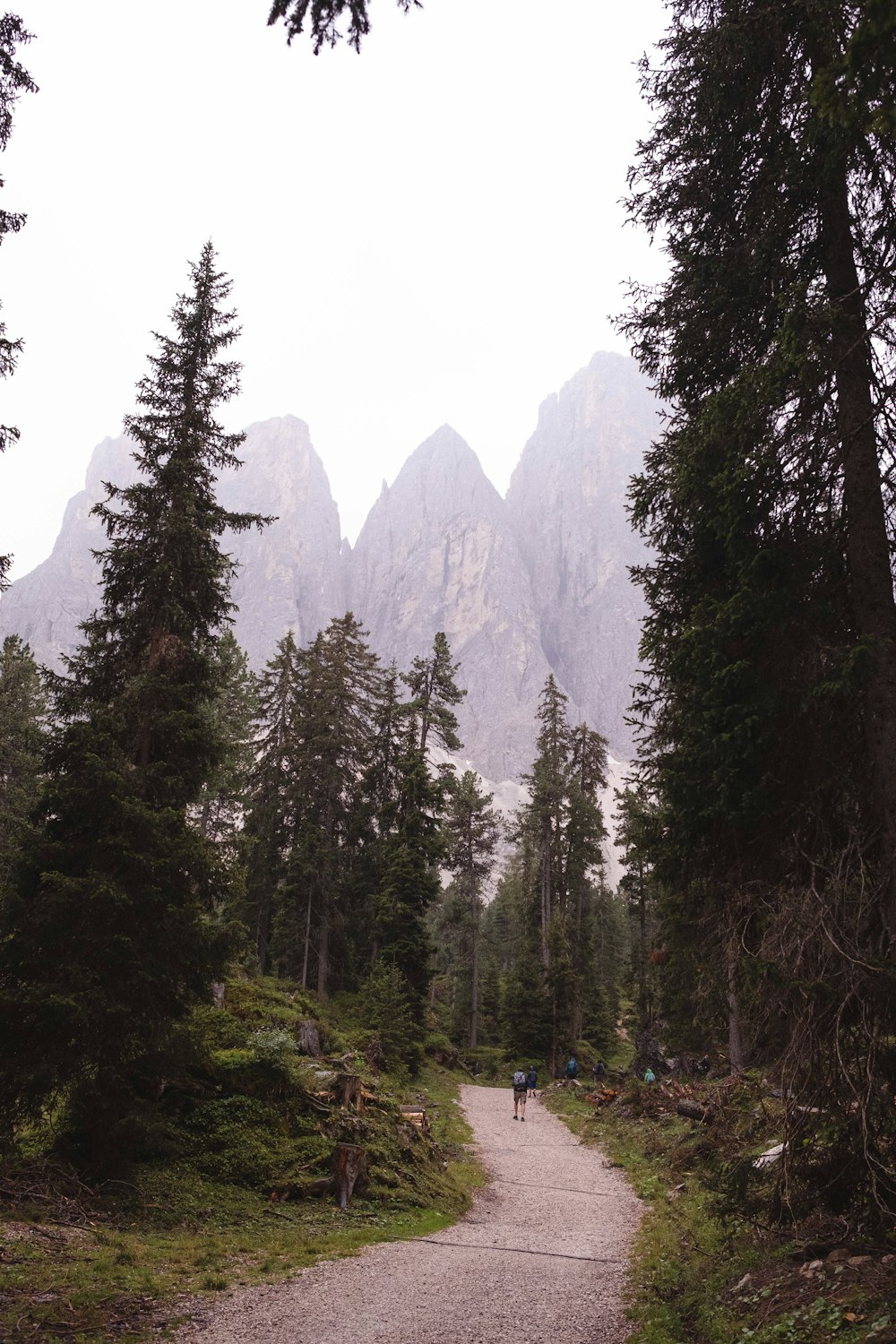 green pine trees near mountain during daytime