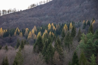 A forest landscape with a mixture of evergreen and deciduous trees. The foreground features densely packed coniferous trees of various shades of green. The middle ground displays a distinct section of trees with golden-yellow foliage, likely indicating a change of season. In the background, a hillside covered in bare trees creates a sense of depth.