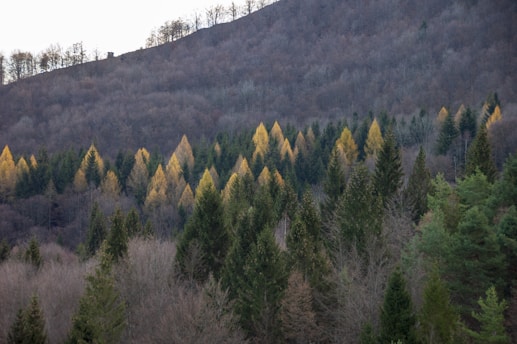 A forest landscape with a mixture of evergreen and deciduous trees. The foreground features densely packed coniferous trees of various shades of green. The middle ground displays a distinct section of trees with golden-yellow foliage, likely indicating a change of season. In the background, a hillside covered in bare trees creates a sense of depth.