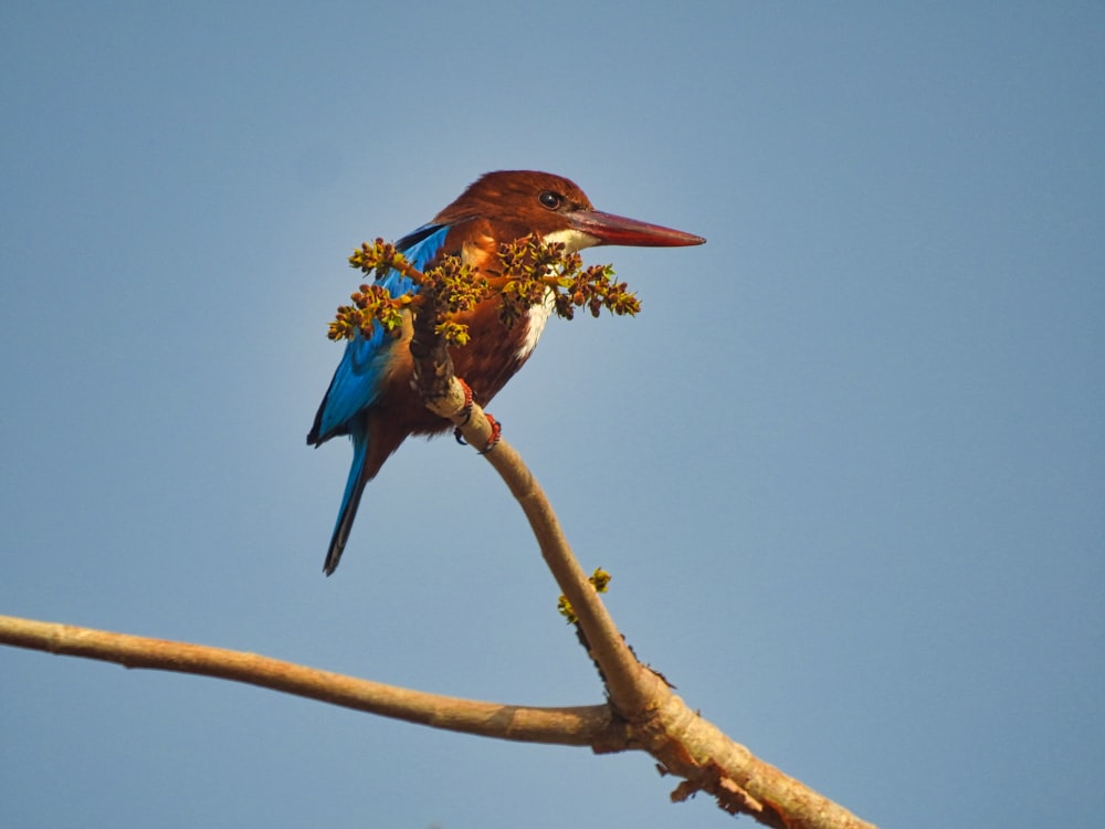 blue and brown bird on brown tree branch during daytime