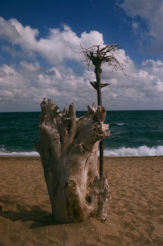 brown tree trunk on beach during daytime in Sinemorets Bulgaria