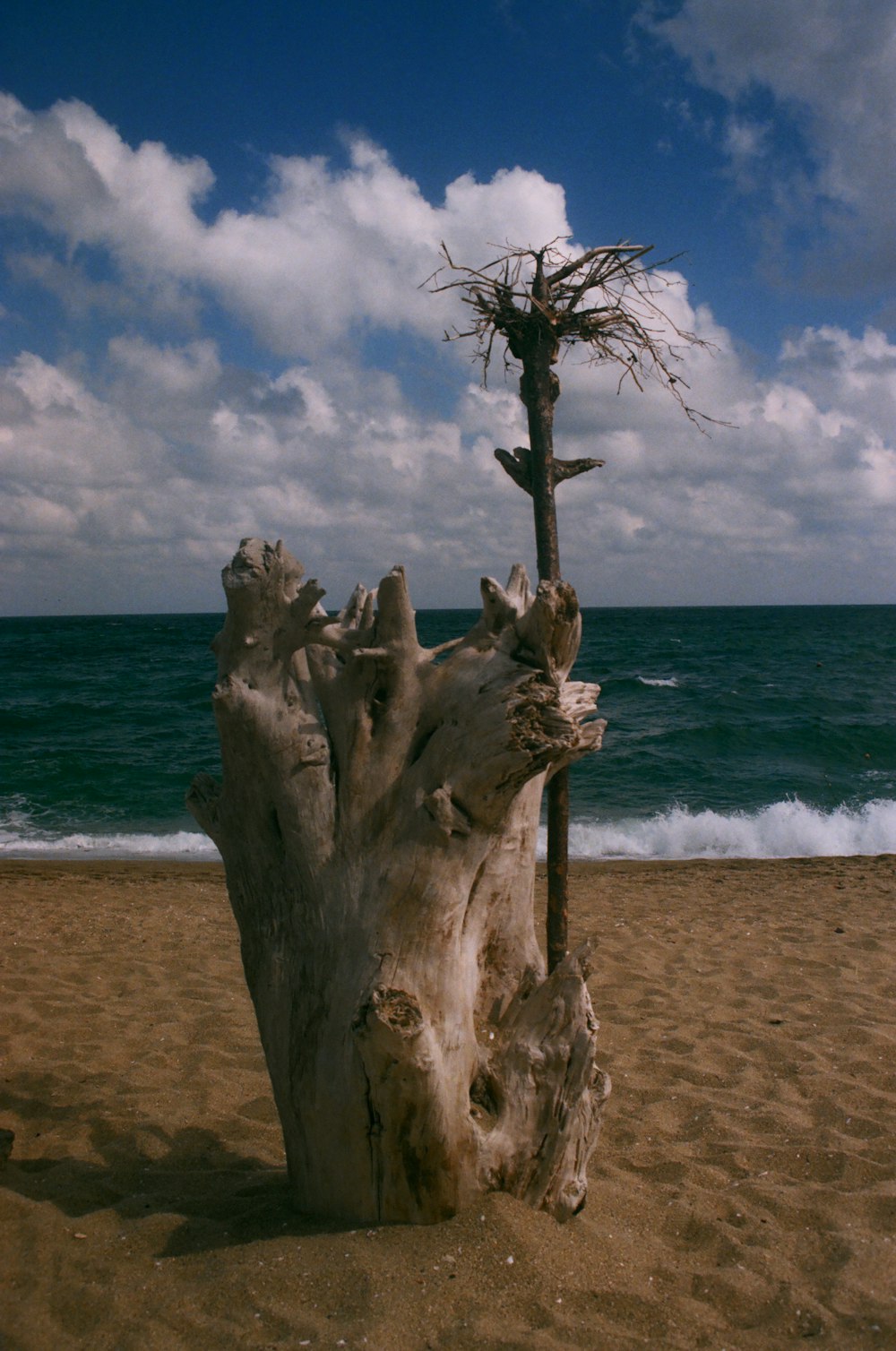 brown tree trunk on beach during daytime