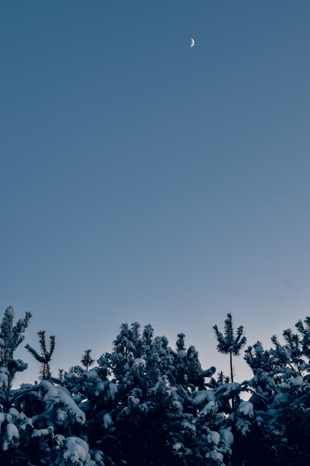 green trees under blue sky during daytime