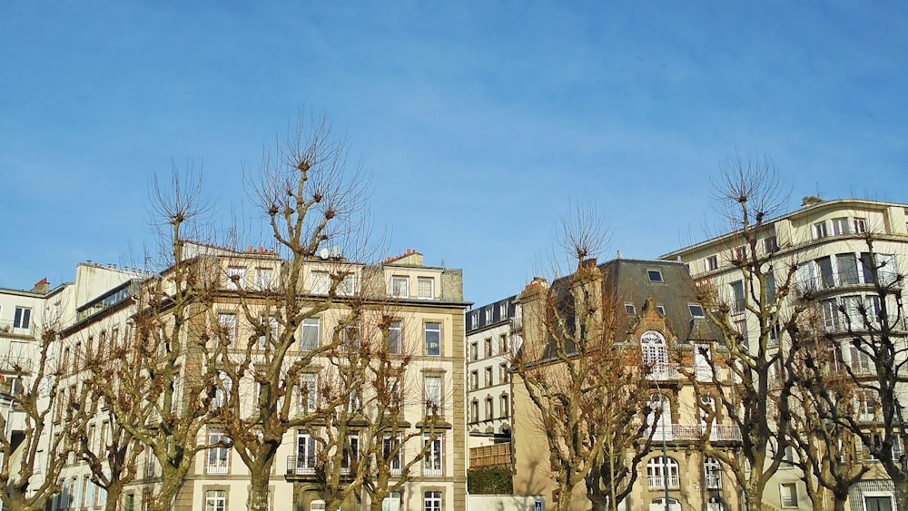 bare trees in front of brown concrete building during daytime