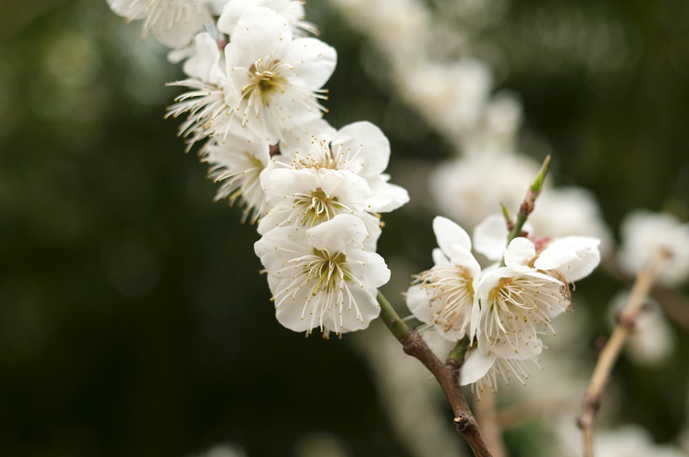 white cherry blossom in close up photography