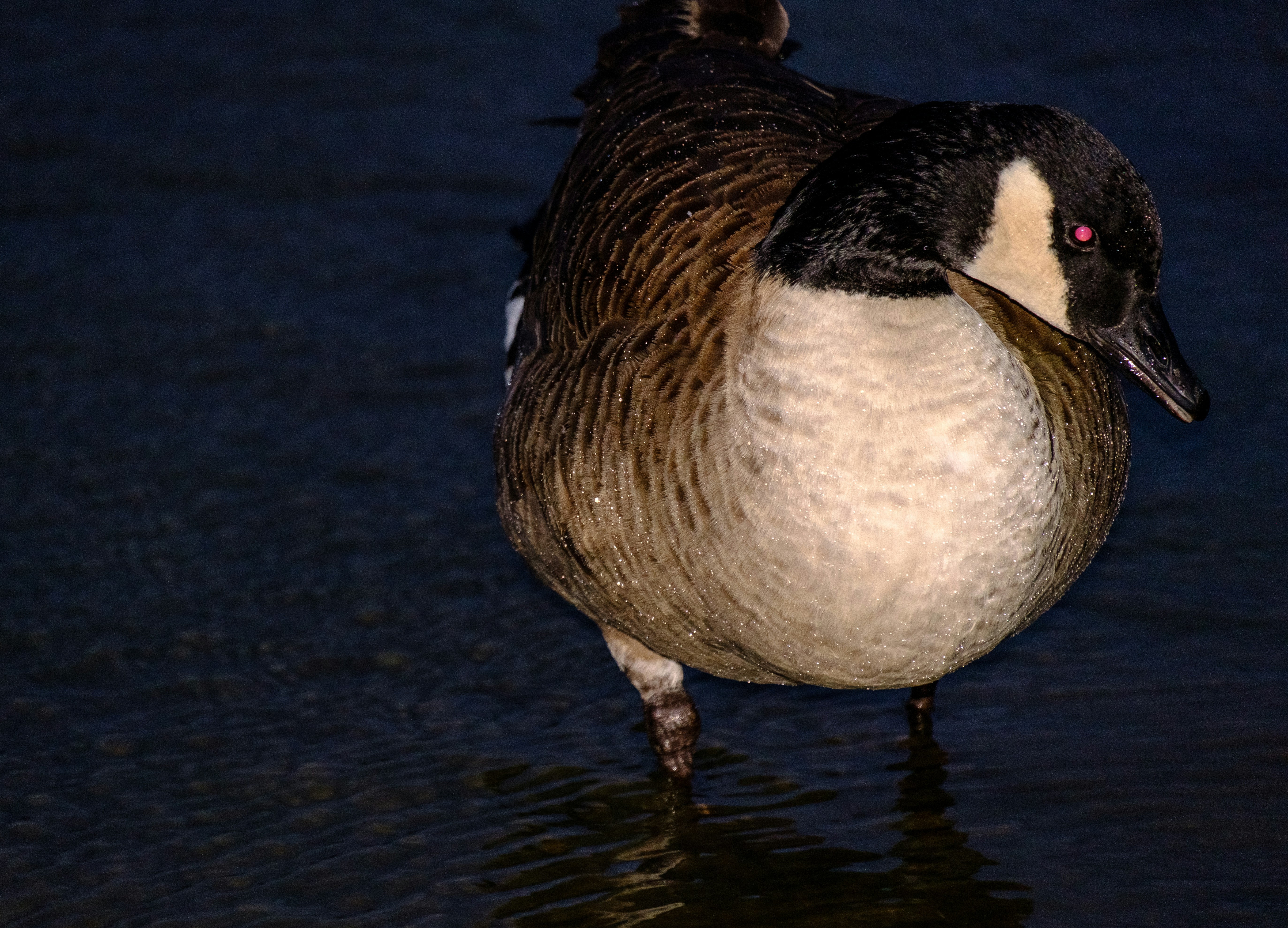 Photo by grievek1610begur