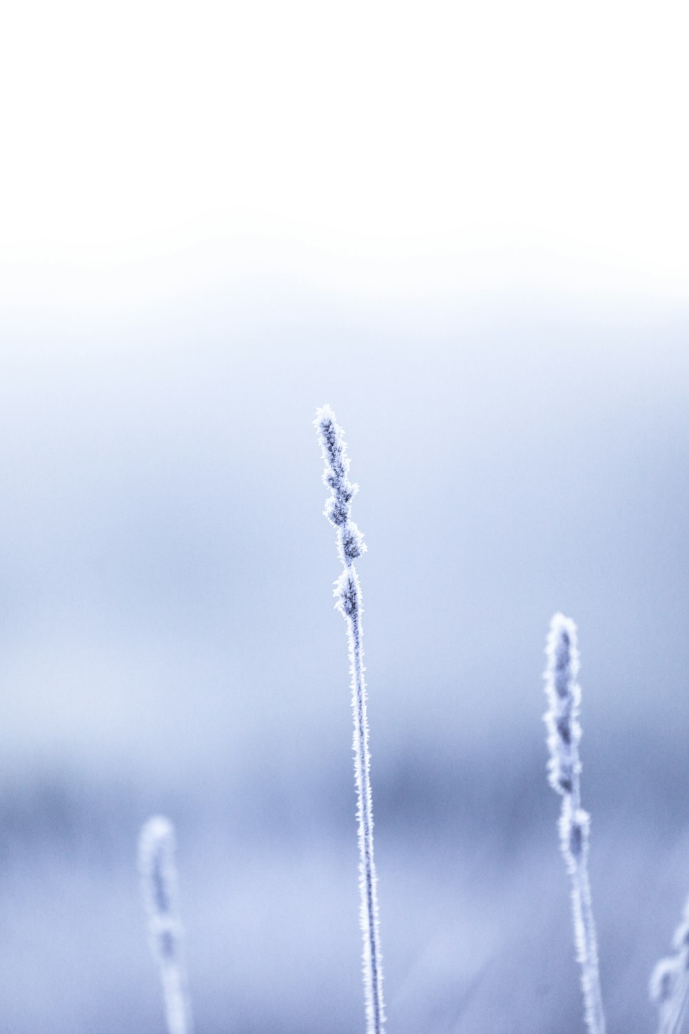 water droplets on brown stem in tilt shift lens