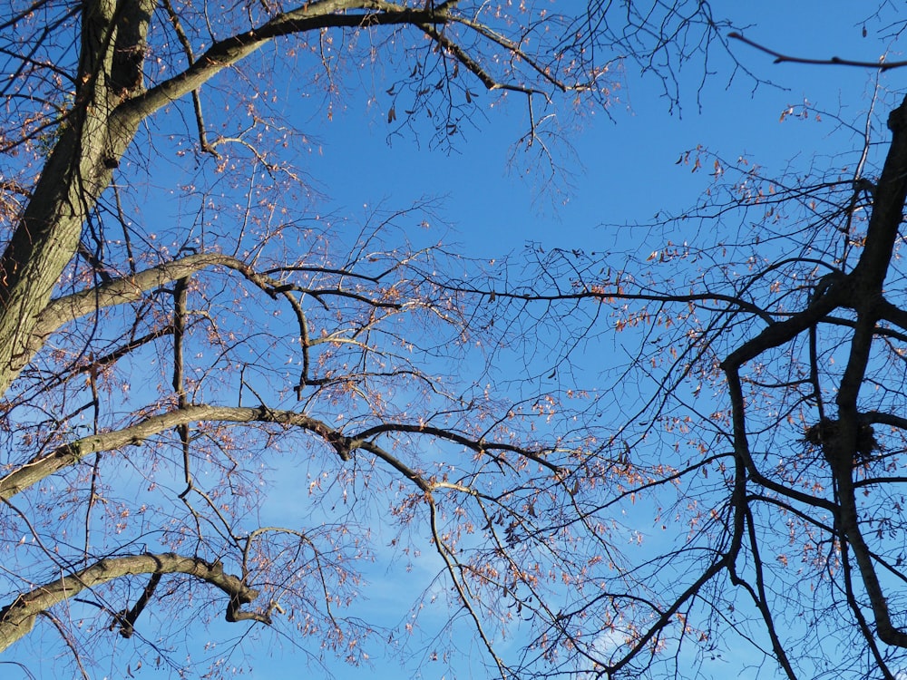 albero senza foglie sotto il cielo blu durante il giorno