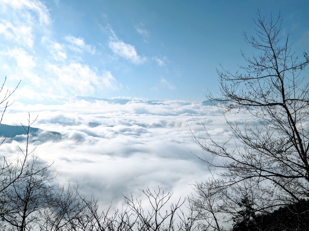 leafless tree under blue sky and white clouds during daytime