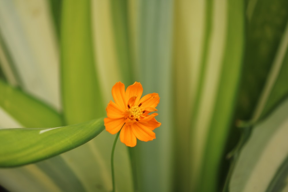 orange flower in shallow focus lens