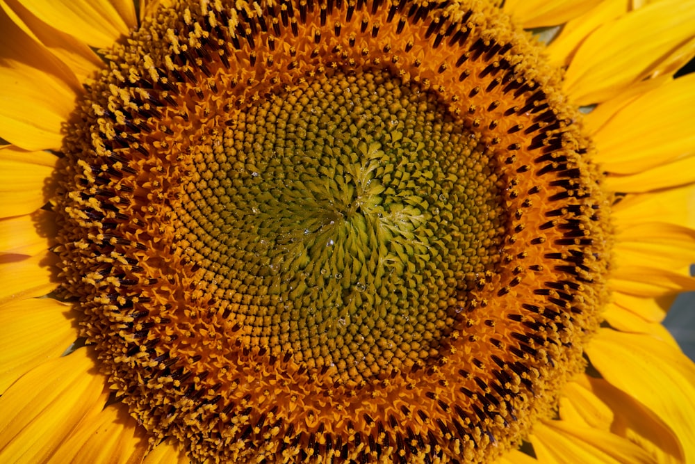 yellow sunflower in close up photography