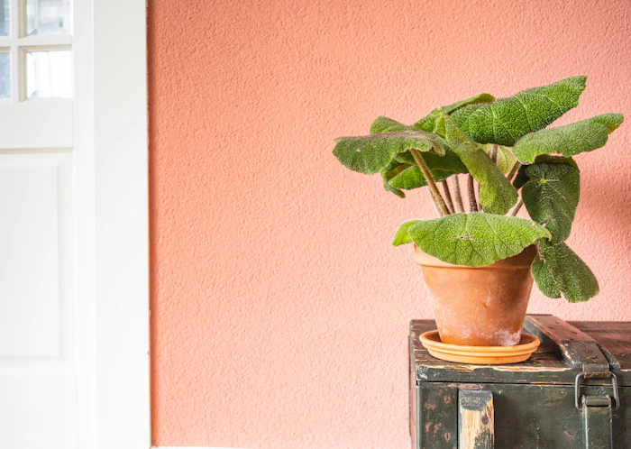 Coral textured accent wall with a potted plant