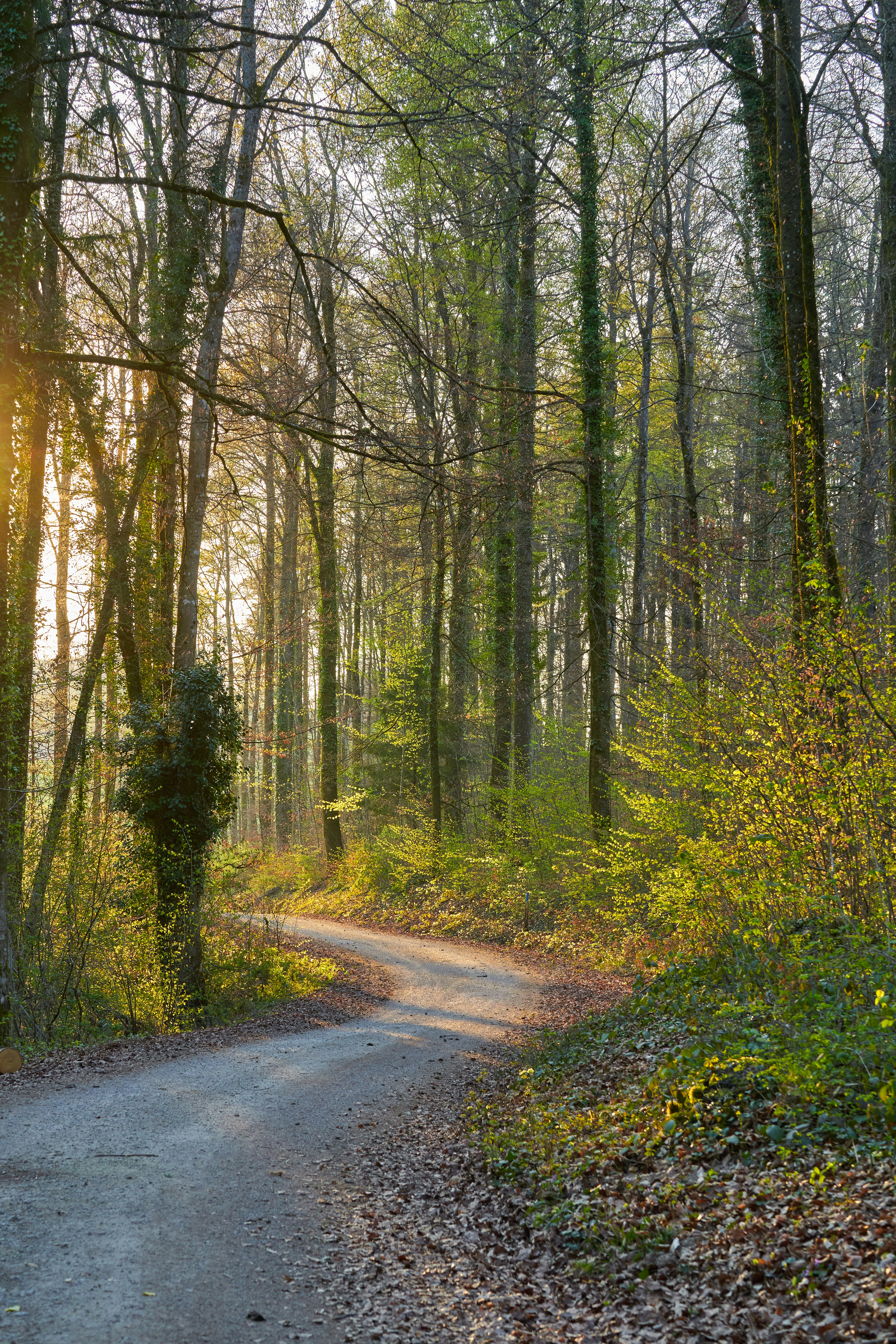 Photo by wolfgang_hasselmann