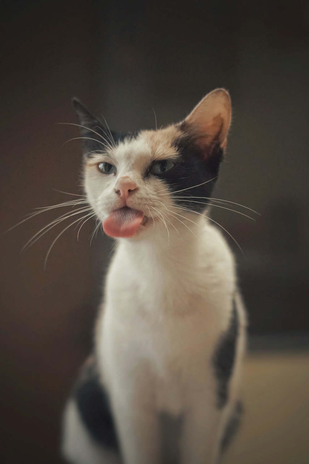 gato branco e preto na mesa de madeira marrom