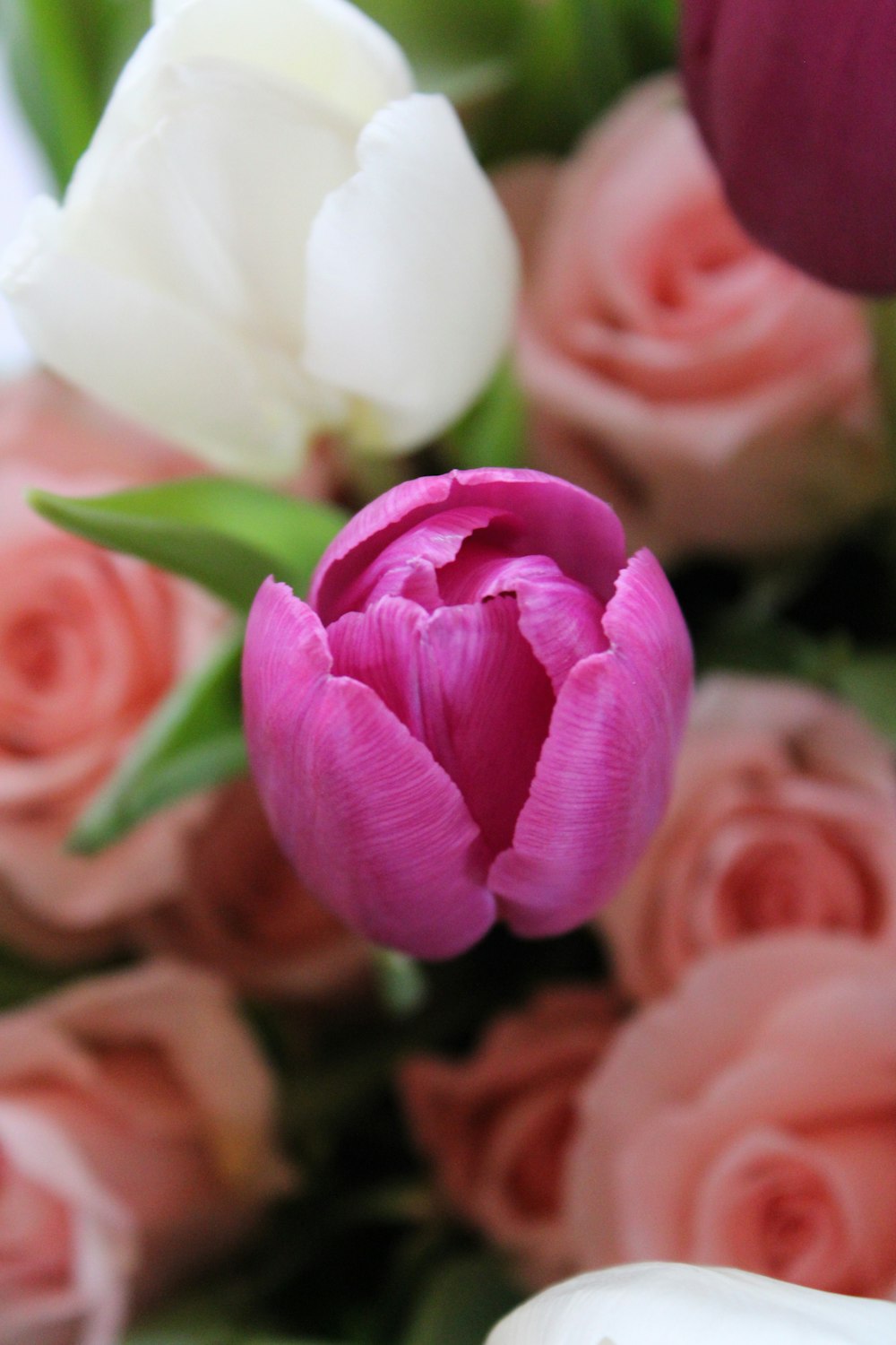 pink and white roses in bloom