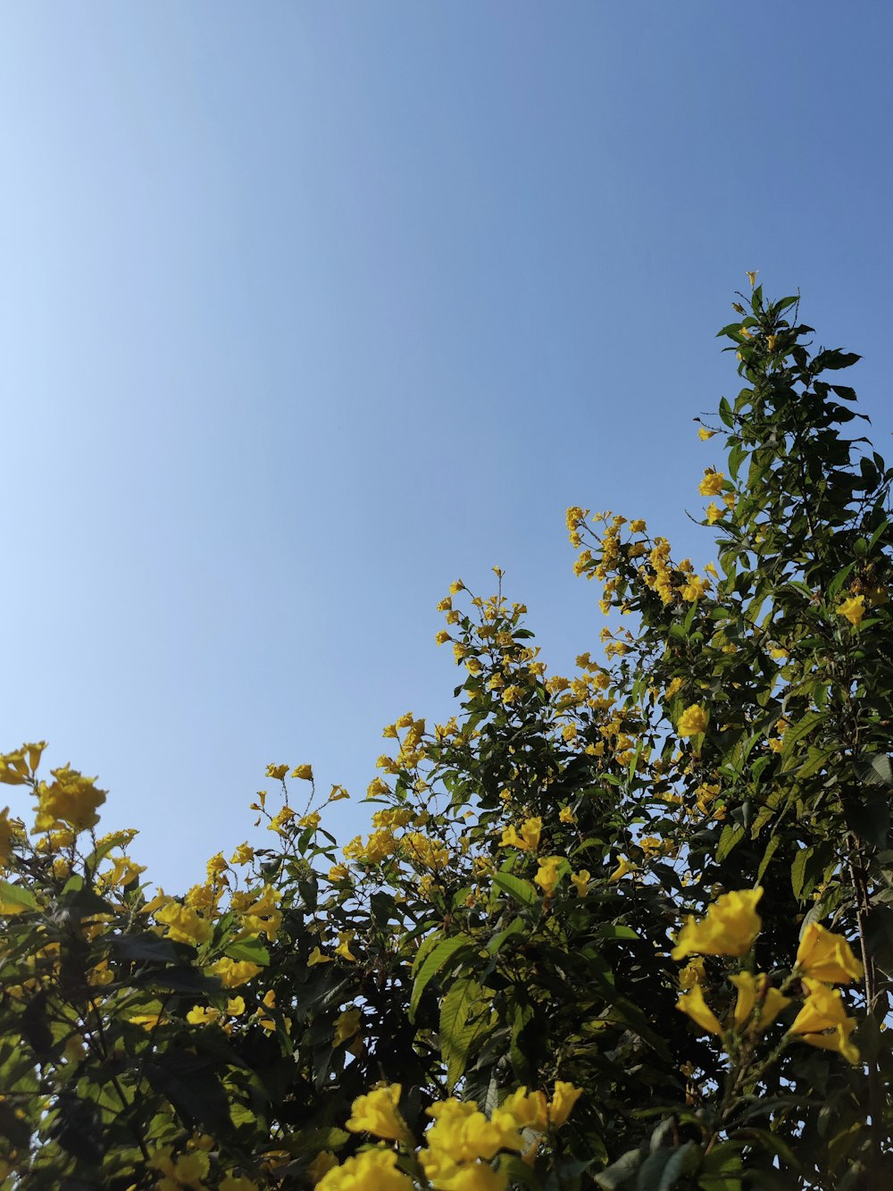 arbre vert sous le ciel bleu pendant la journée
