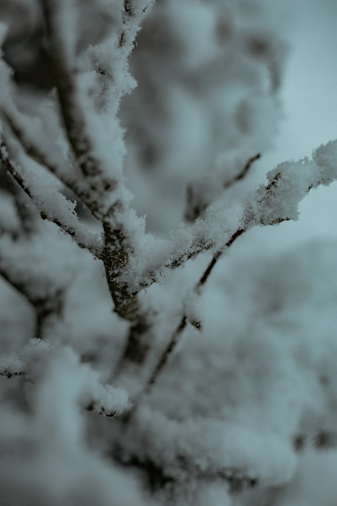 snow covered tree branch during daytime