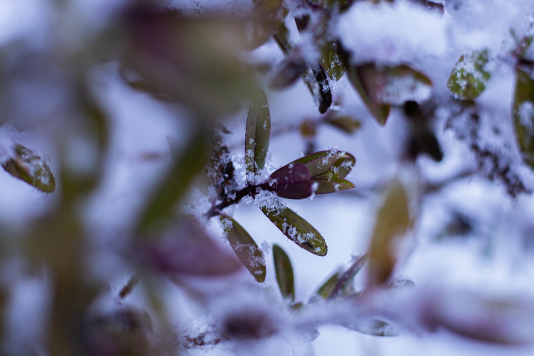 white and purple flower buds in macro lens