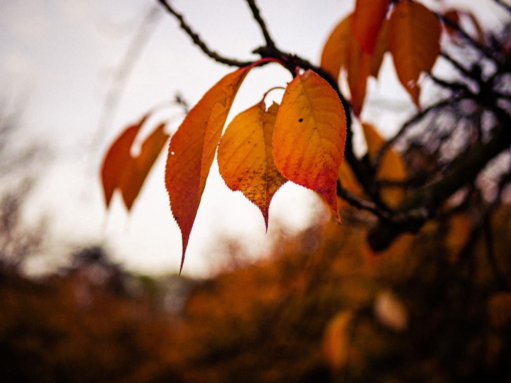 brown leaves on brown tree branch