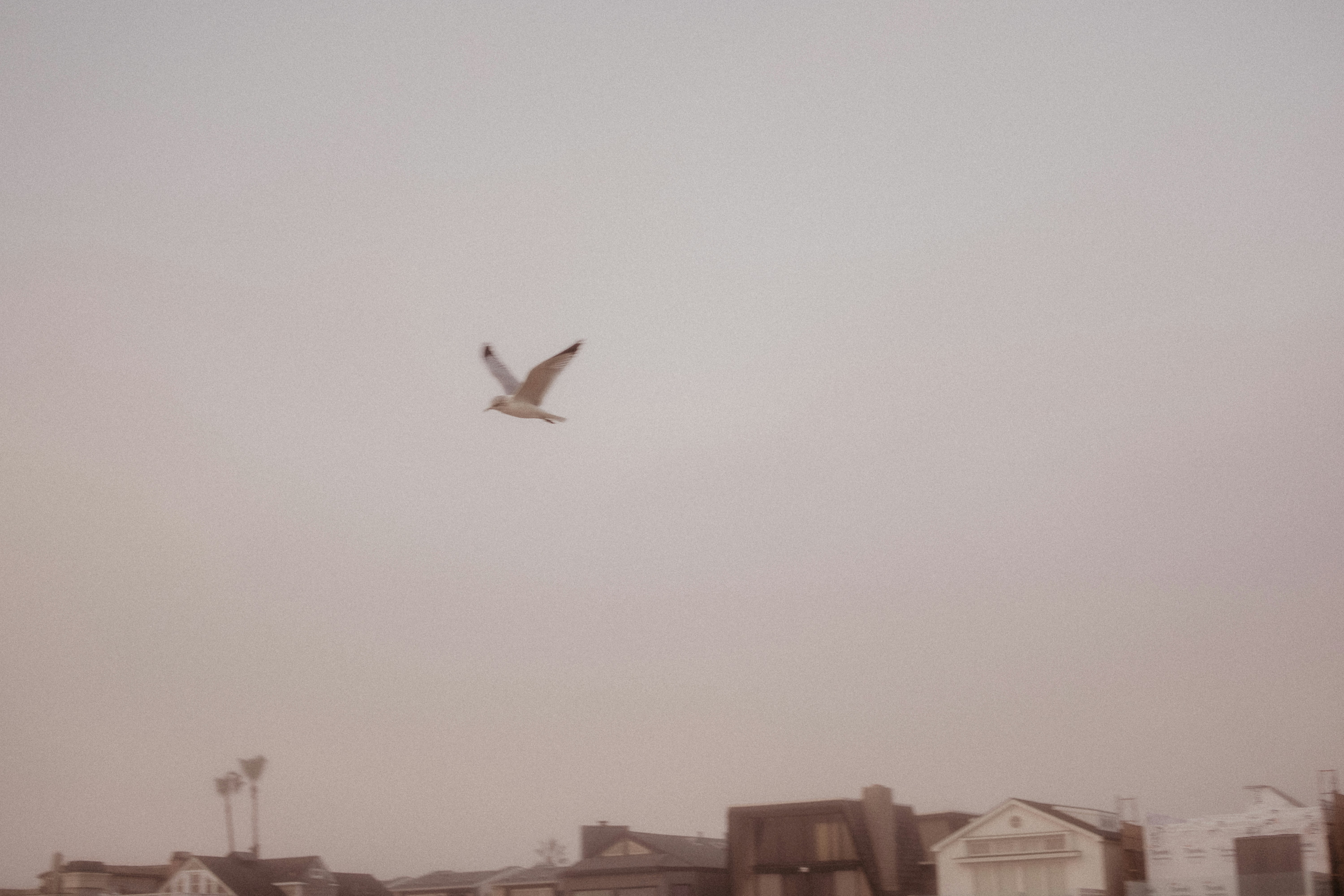 bird flying over the city during daytime