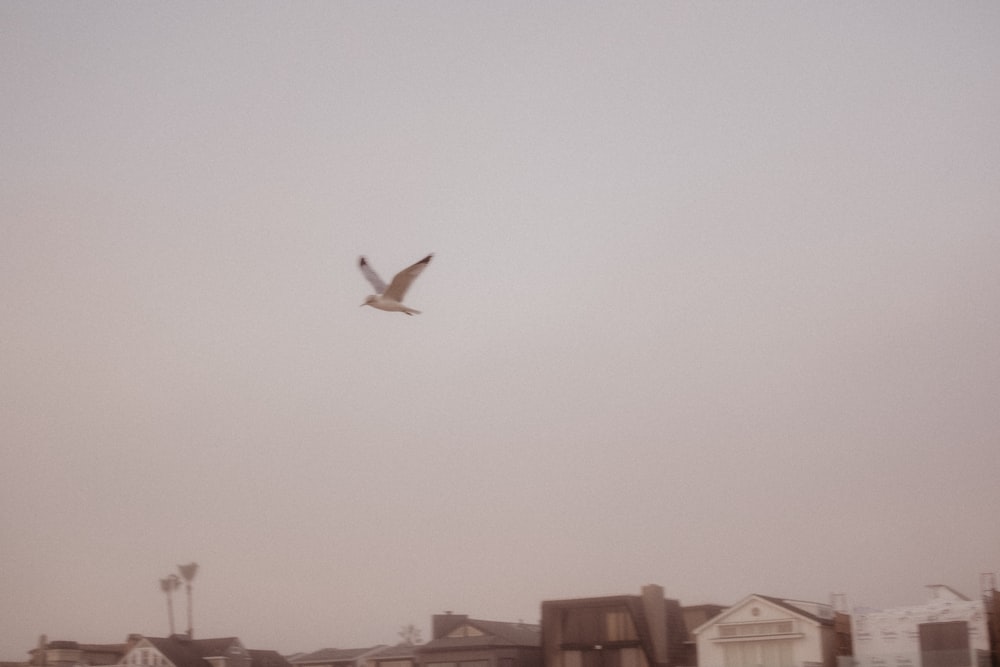 bird flying over the city during daytime