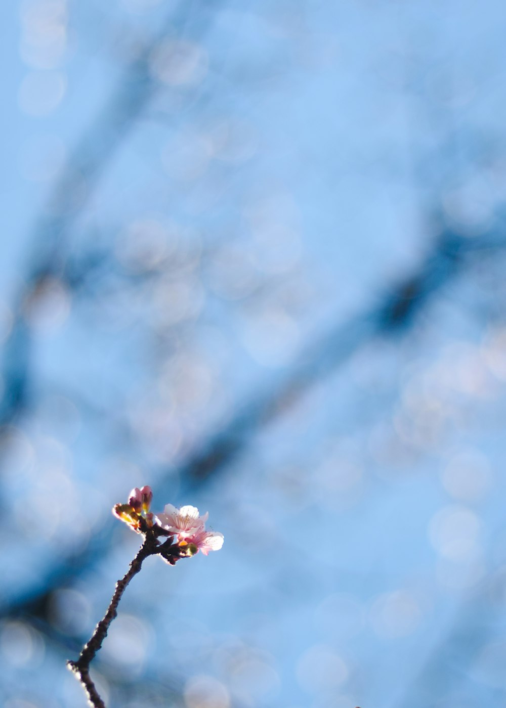 pink cherry blossom in bloom during daytime